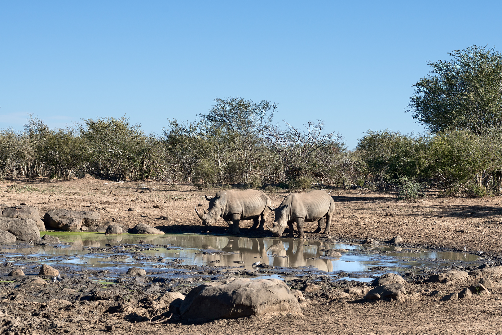 Kruger 446 copia